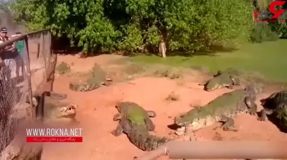 قطع شدن پای کروکودیل توسط کروکدیل دیگر + فیلم
