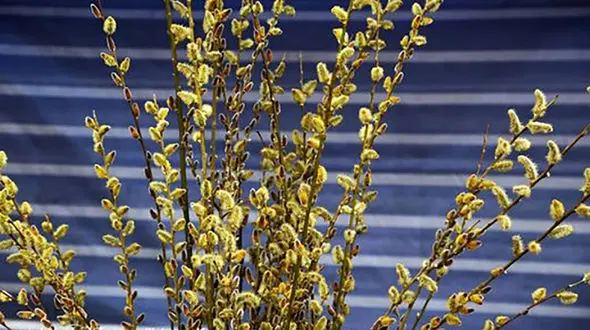 با این گیاه به آرامش می رسید!