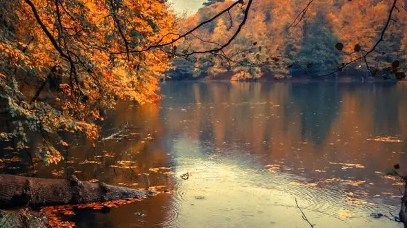 طبیعت آرام از برگ‌های پاییز تا سپیدی شب