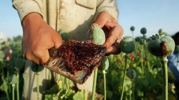 آمارهایی عجیب در مورد مواد مخدر / بیش از ۹۵ درصد تریاک جهان در افغانستان تولید می شود + فیلم 