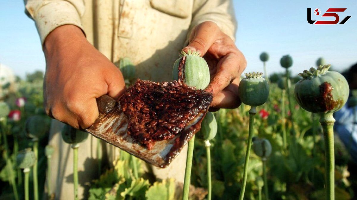 آمارهایی عجیب در مورد مواد مخدر / بیش از ۹۵ درصد تریاک جهان در افغانستان تولید می شود + فیلم 