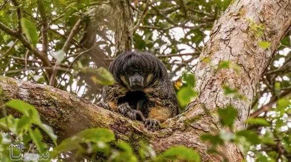 حیوان اسرار آمیز آمازون پس از 80 سال دوباره دیده شد