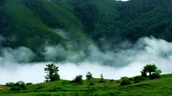 حمله پلنگ به چوپان در جنگل ابر / مصدوم به بیمارستان منتقل شد