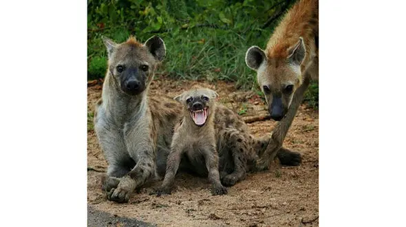 ژست کفتارها جلوی دوربین + عکس