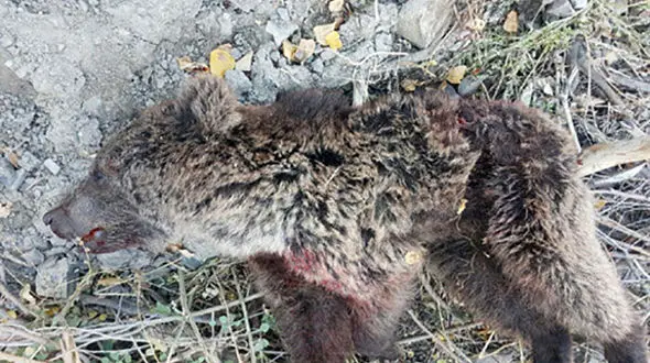 مرگ خونین توله خرس در بلده نور + عکس تلخ