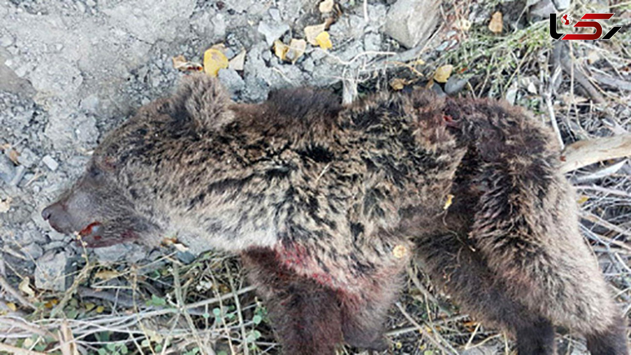 مرگ خونین توله خرس در بلده نور + عکس تلخ