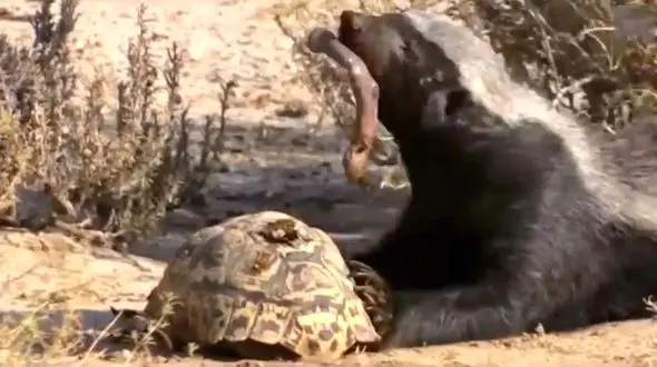 فیلم/ لاک پشت از حمله روباه جان به سالم به در برد و شکار گورکن عسل خوار شد! 