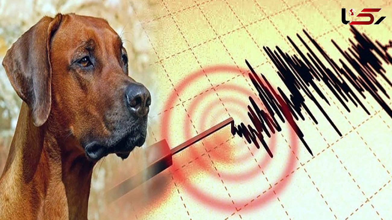 فیلم سگی که قبل از زلزله آن را حس کرد ! / فرار باورنکردنی