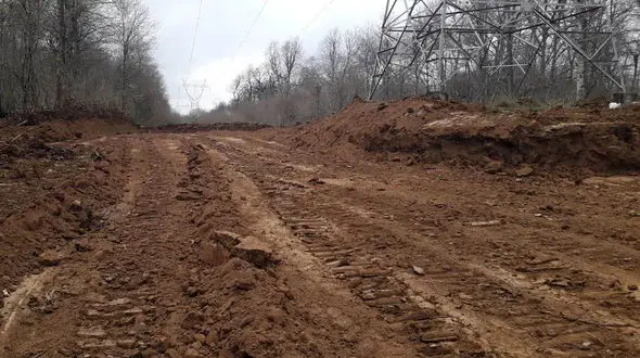 درخت های دوره دایناسورها در جنگل های هیرکانی قربانی ساخت پارکینگ در الیمالات شدند!/ این جنگل در یونسکو ثبت شده است