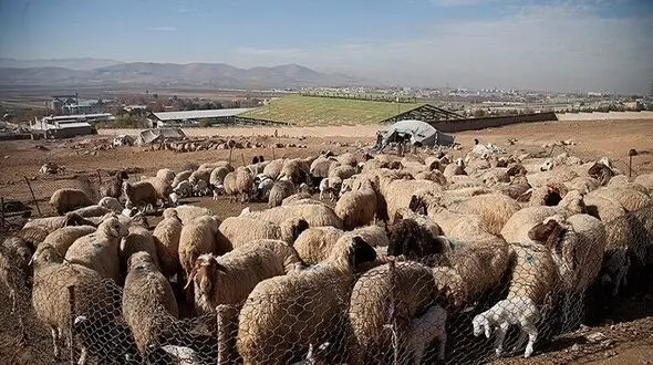 شبکه سرقت احشام در شاهین‌دژ متلاشی شد