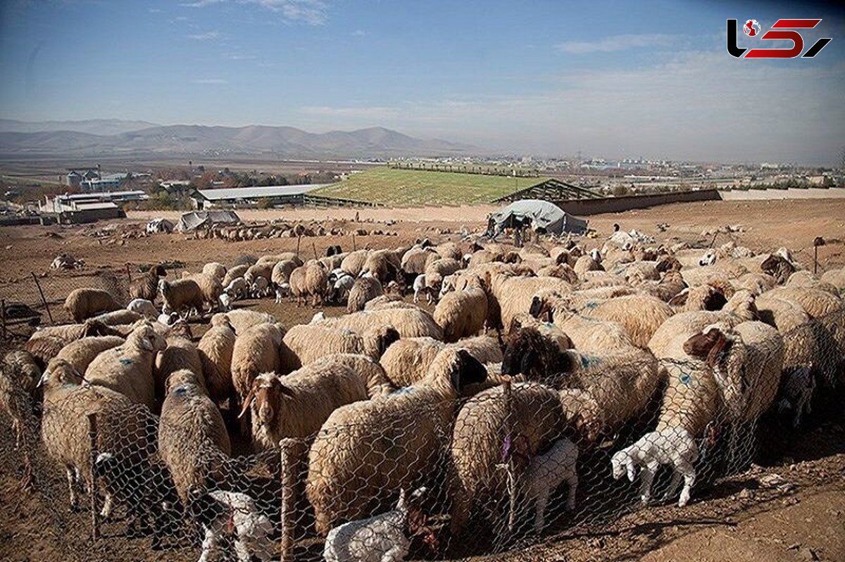 شبکه سرقت احشام در شاهین‌دژ متلاشی شد