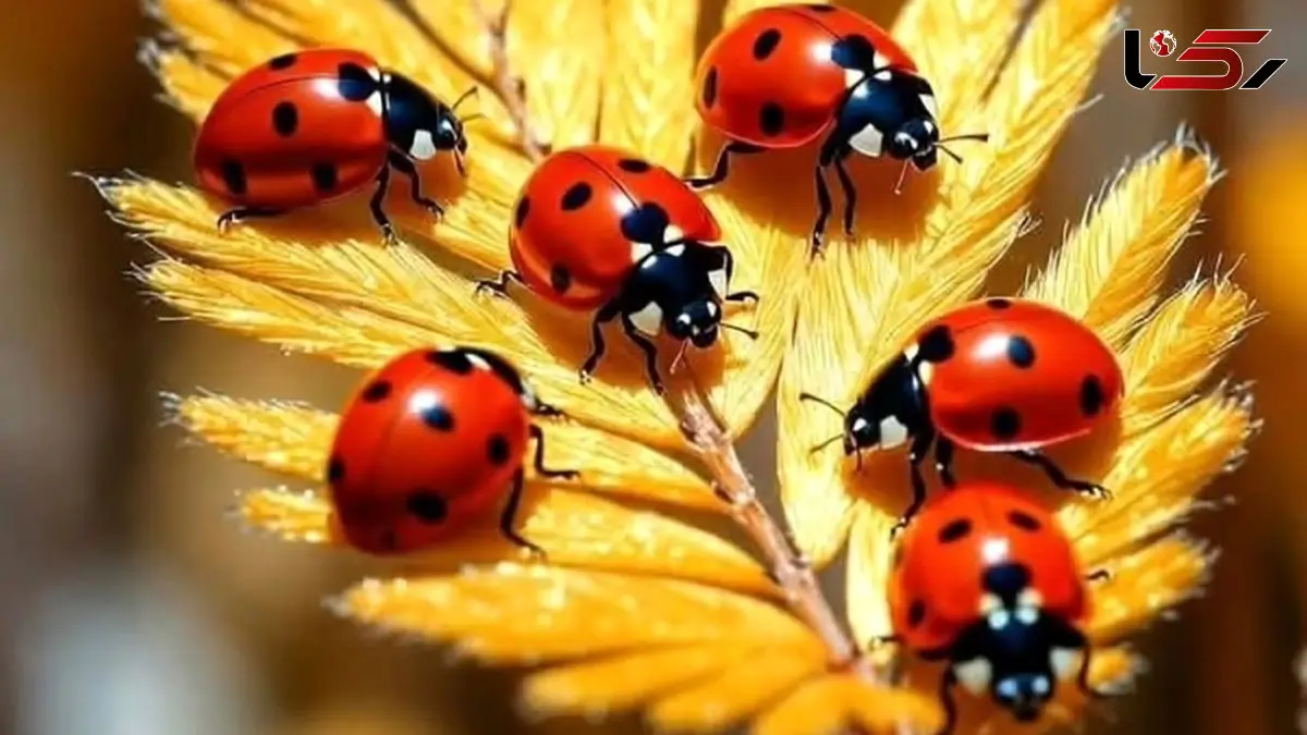 فال امروز 4 اردیبهشت 1405