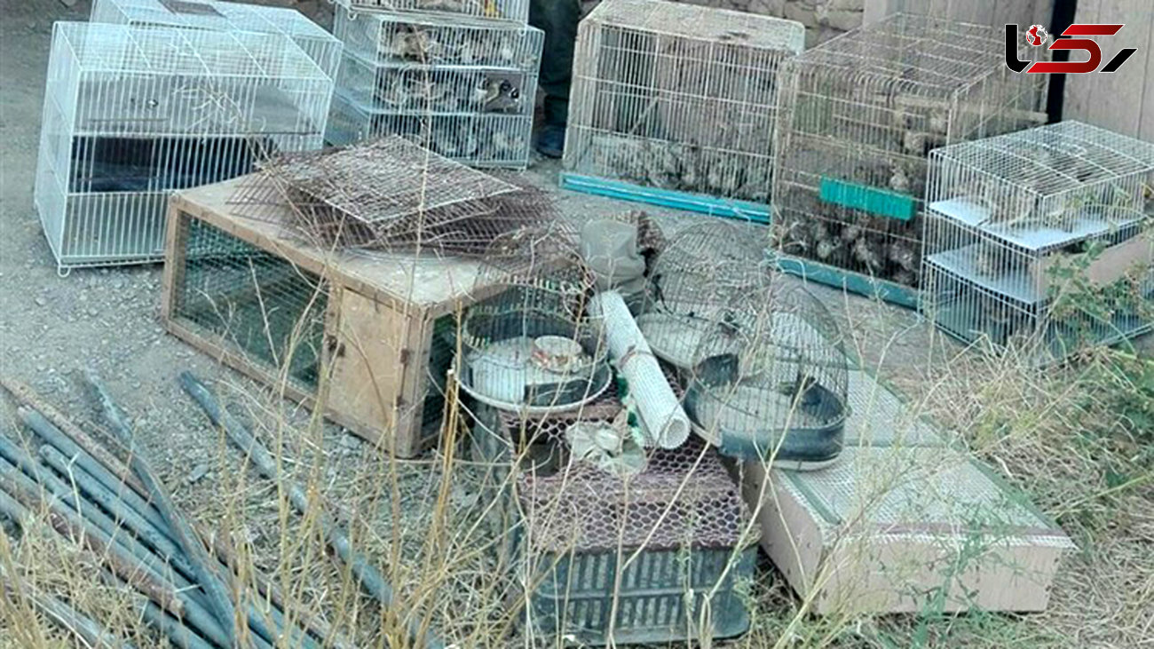 کشف قطعه پرنده وحشی از فروشندگان غیر مجاز در کرمانشاه