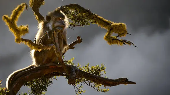 این میمون به چه می اندیشد؟ + عکس