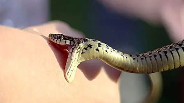 هشدار متخصص سم‌شناسی: روش‌های سنتی درمان مارگزیدگی جان بیمار را به خطر می‌اندازد