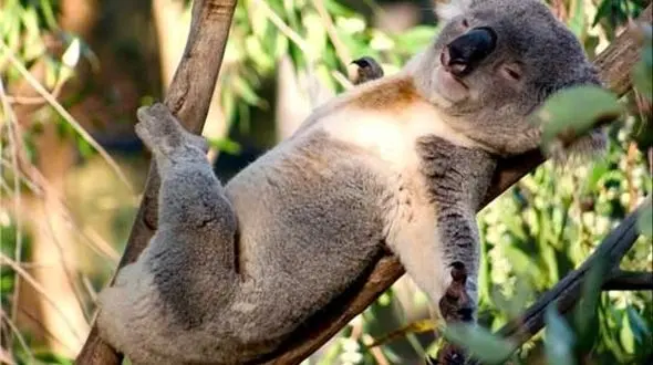 خواب‌آلوده ترین حیوانات روی کره زمین کدامند؟ / حیوانی که تنها برای غذا خوردن بیدار می شود