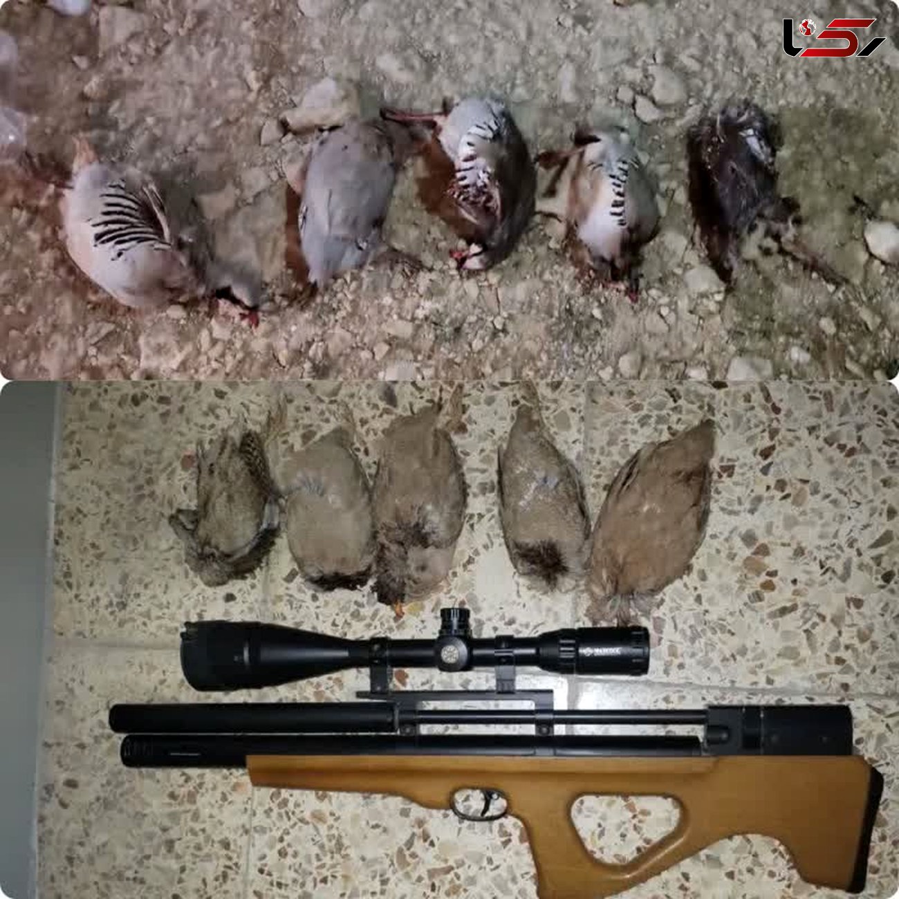 بازداشت 3 گروه  شکارچی متخلف در مناطق حفاظت شده و آزاد استان