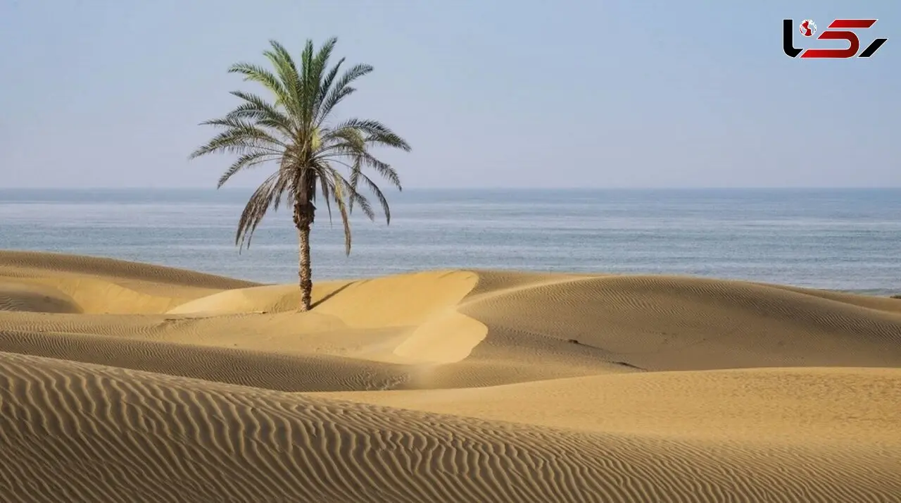 تک‌درخت نخل دَرَک چابهار دوباره جان گرفت + فیلم 