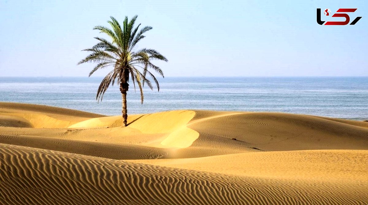 تک‌درخت نخل دَرَک چابهار دوباره جان گرفت + فیلم 