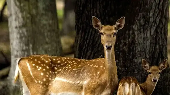 ازعاشقانه در حیات وحش تا خانواده زیبای گوزن خالدار