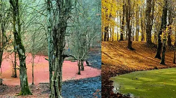 مرداب هسل کجاست؟+ عکس های دیدنی