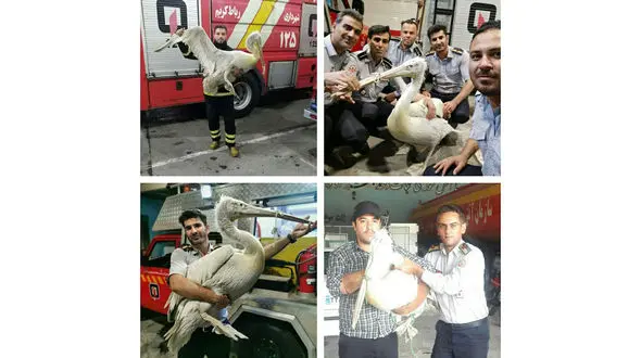 وحشت از پلیکان غول پیکر داخل خانه مردی در رباط کریم + عکس ها