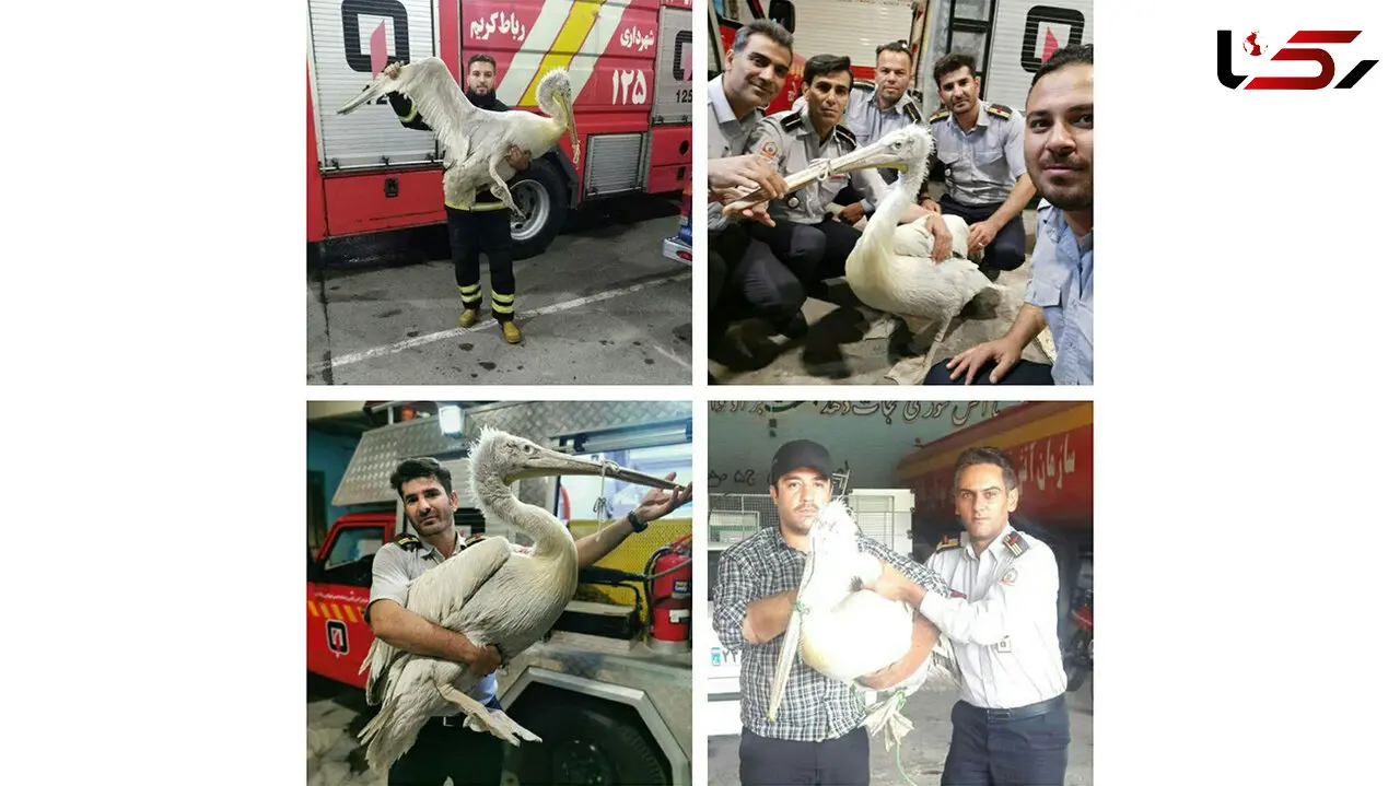 وحشت از پلیکان غول پیکر داخل خانه مردی در رباط کریم + عکس ها