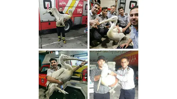 وحشت از پلیکان غول پیکر داخل خانه مردی در رباط کریم + عکس ها