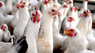 کشف بیش از 2 تن مرغ زنده قاچاق چرداول