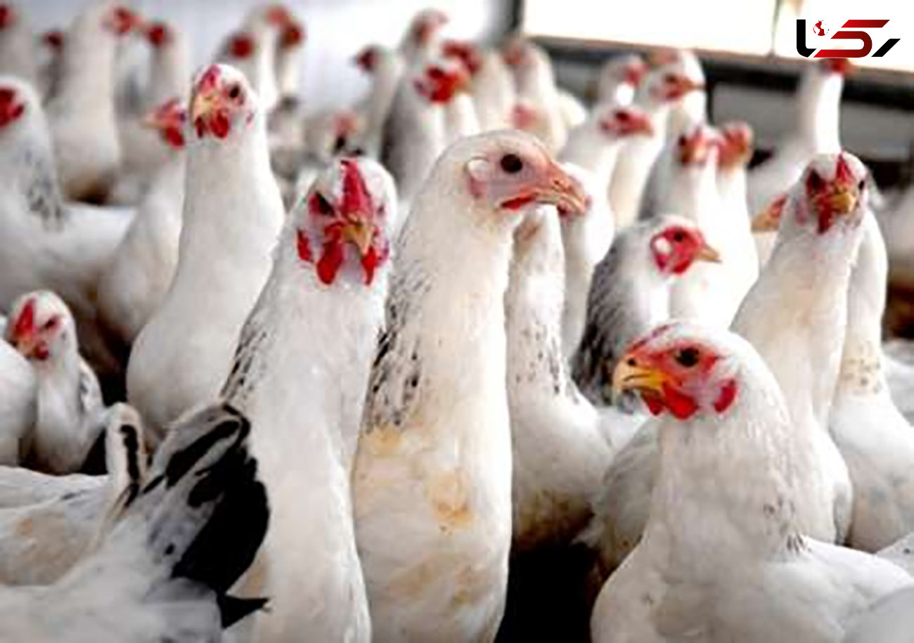 کشف بیش از 2 تن مرغ زنده قاچاق چرداول