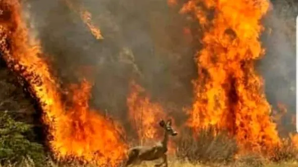 هلی کوپتر های هلال احمر تنها امداد هوایی در جنگ با آتش زاگرس / جنگل های پنج استان در حال سوختن + فیلم 