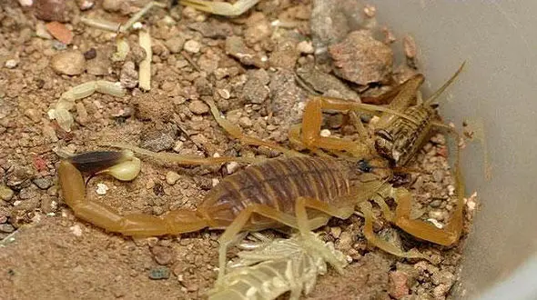 بازداشت مردی با ۲۰۰ عقرب قاچاق  + فیلم