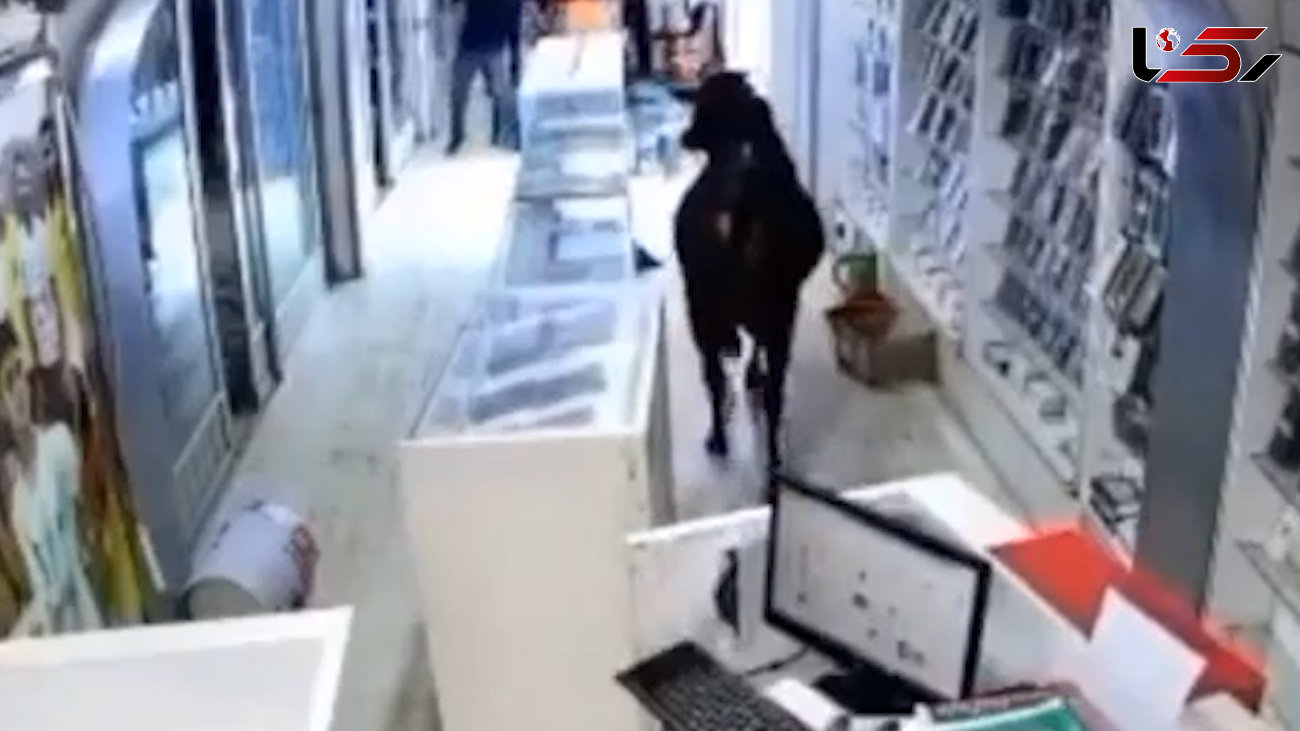 حمله گاو سیاه به مغازه موبایل فروشی + فیلم و عکس
