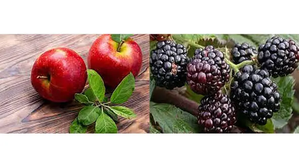 افراد میانسال سیب و شاه‌توت بخورند