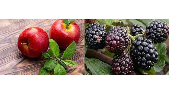 افراد میانسال سیب و شاه‌توت بخورند