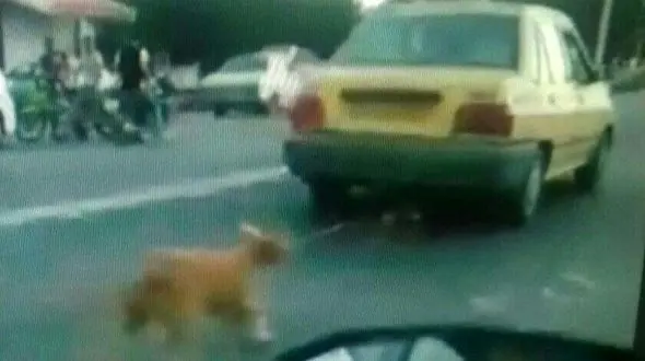 راننده تاکسی سگ آزار به حبس محکوم شد +عکس