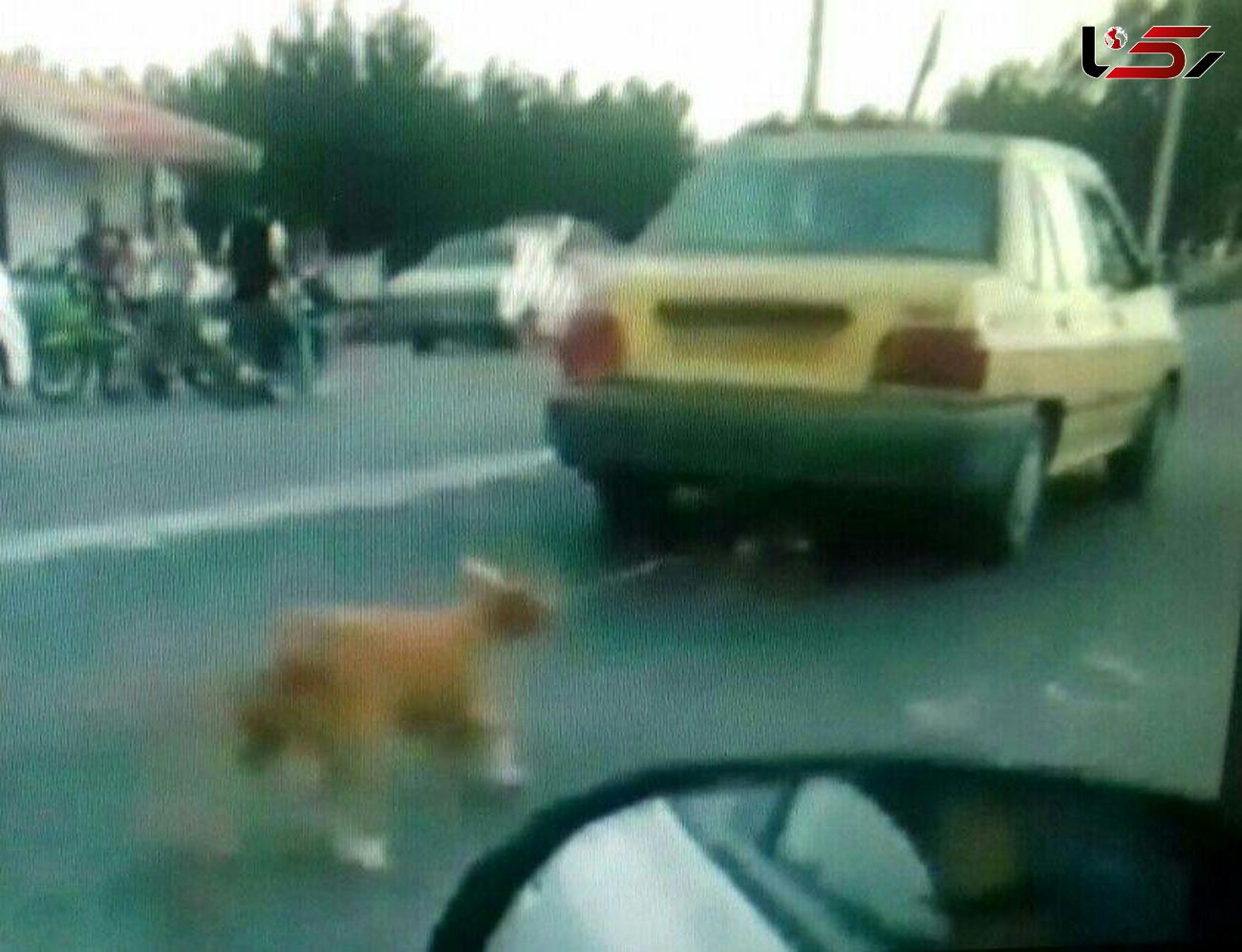 راننده تاکسی سگ آزار به حبس محکوم شد +عکس