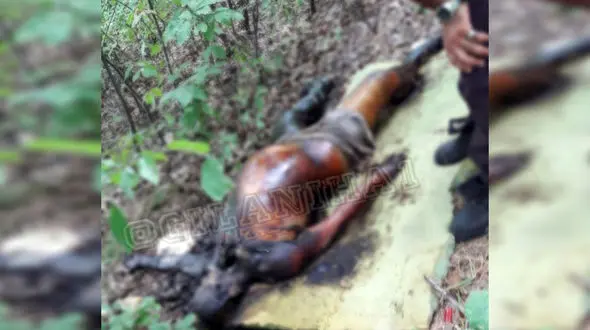 فوری/  وحشتناکترین عکس از یک جسد داخل  باغی در رشت 