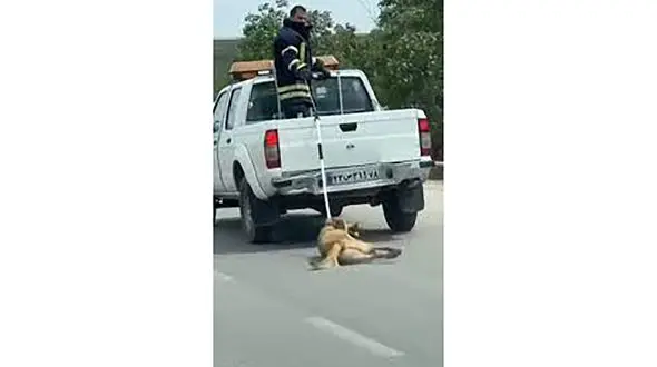 دستگیری مرد سگ آزار در دماوند / فیلمی که دل همه را آتش زد