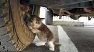 خودروها پناهگاه گربه‌ها در فصول سرد سال هستند