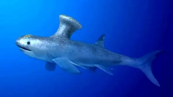 کشف فسیل کوسه 330 میلیون ساله در قلب یک منطقه مسکونی