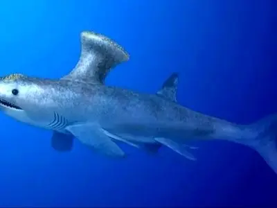 کشف فسیل کوسه 330 میلیون ساله در قلب یک منطقه مسکونی