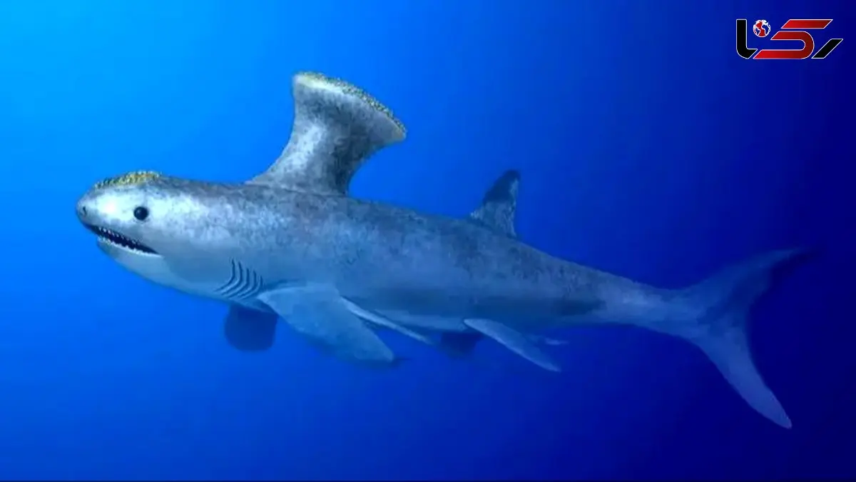 کشف فسیل کوسه 330 میلیون ساله در قلب یک منطقه مسکونی