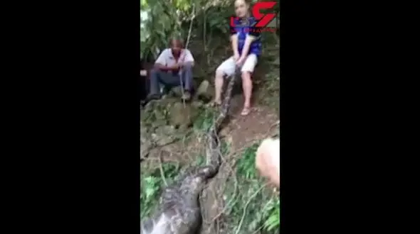 مار شکمو بز 40 کیلویی را بلعید !+فیلم