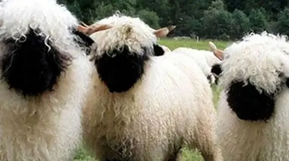 از گوسفند بامزه تا عقاب و جوجه هایش