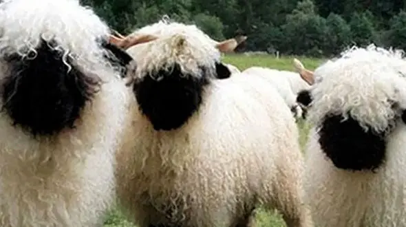 از گوسفند بامزه تا عقاب و جوجه هایش
