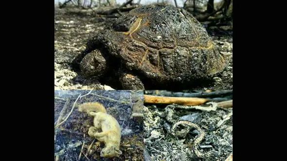 تصاویر تلخ و غم انگیز از زنده زنده سوختن حیوانات در جنگل های اندیمشک