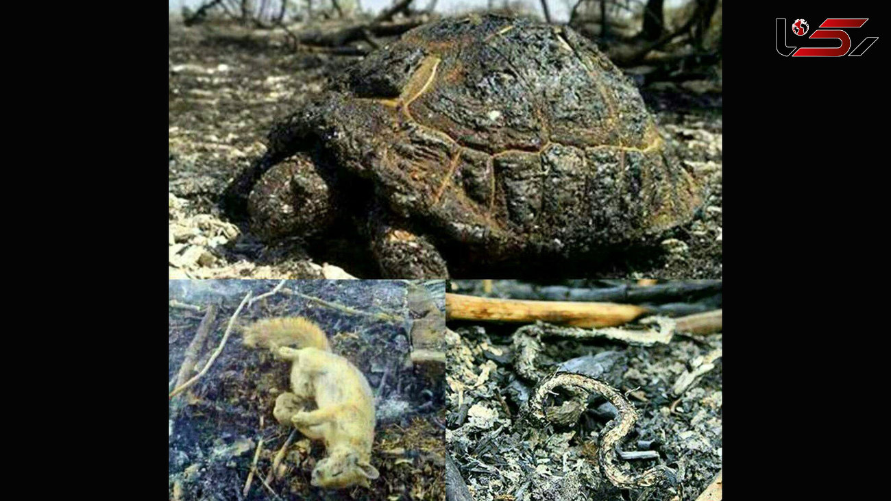 تصاویر تلخ و غم انگیز از زنده زنده سوختن حیوانات در جنگل های اندیمشک