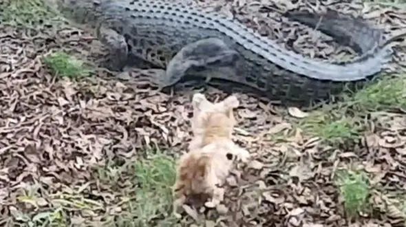 این سگ موفق شد تمساح را فراری دهد + فیلم