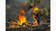 آتش سوزی بیش از 30 هکتار از جنگلهای شهر پاتاوه